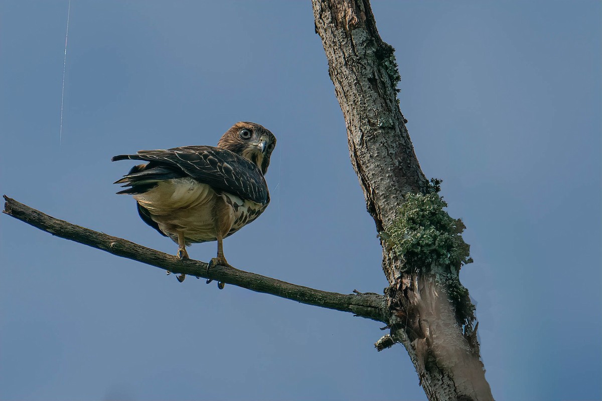 Broad-winged Hawk - ML602791971