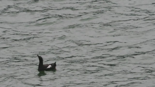 Pigeon Guillemot - ML602793181