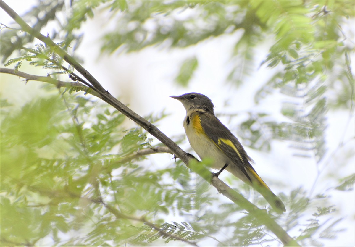 American Redstart - ML602793531