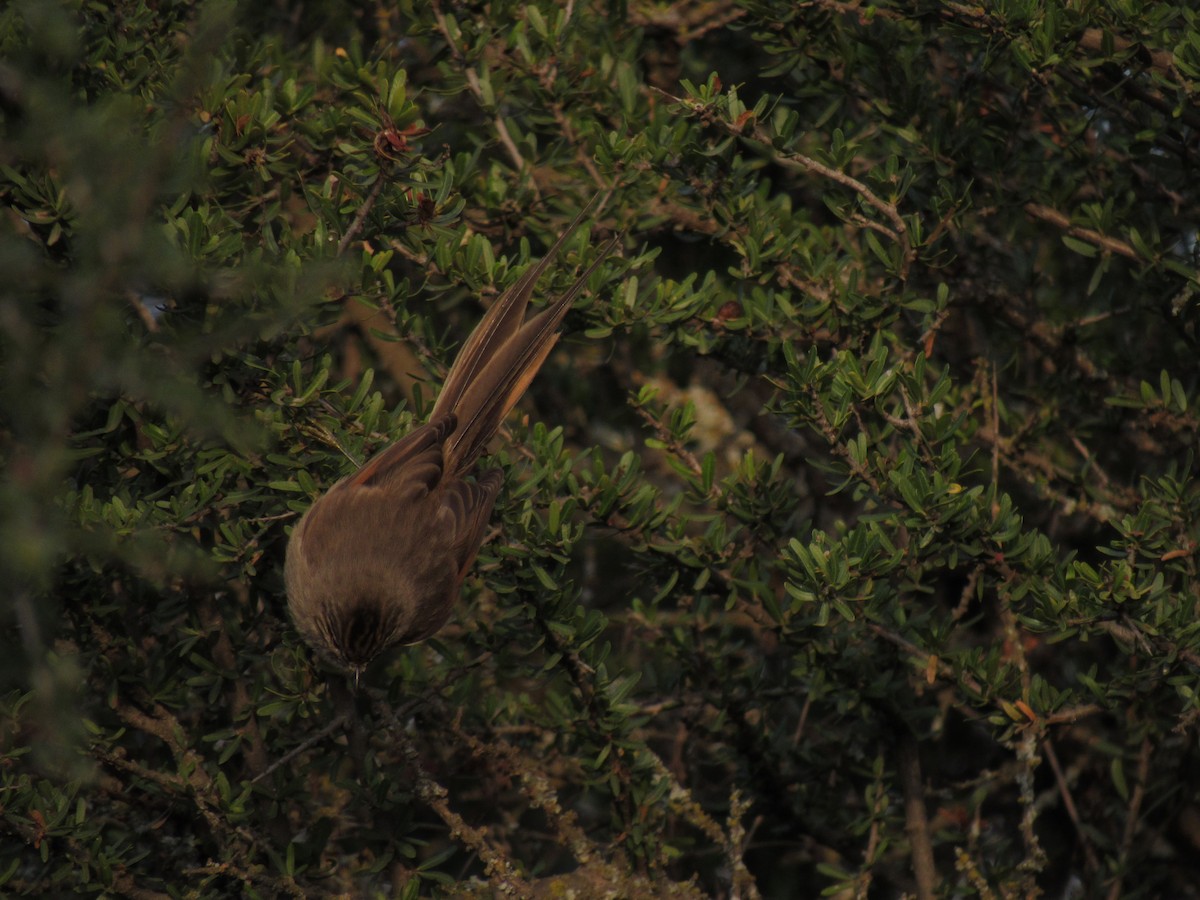 Tufted Tit-Spinetail - Román Labrousse