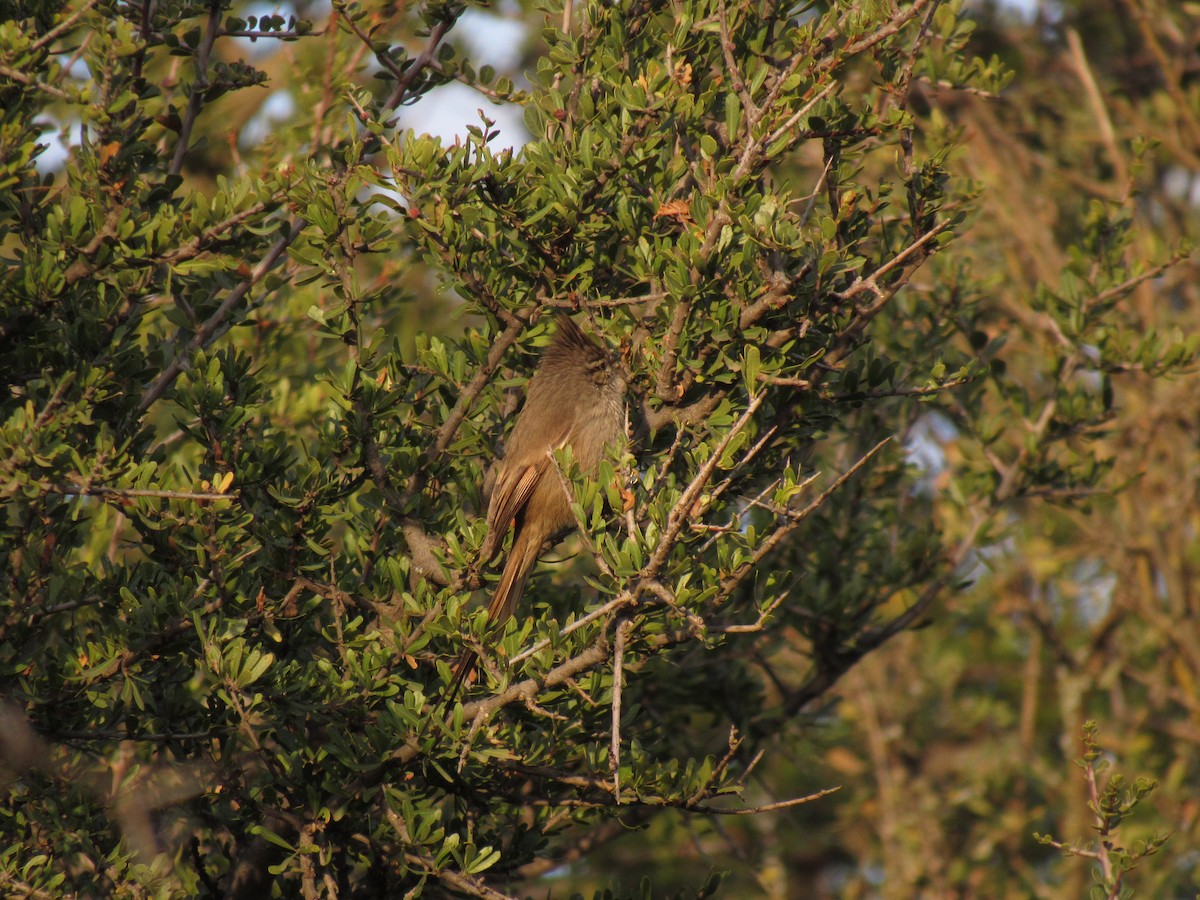 Tufted Tit-Spinetail - Román Labrousse