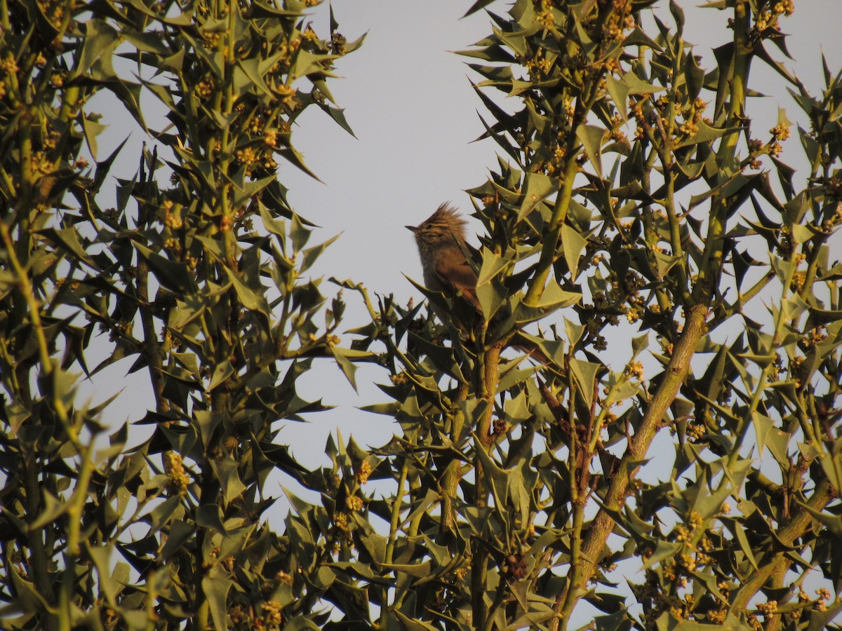 Tufted Tit-Spinetail - Román Labrousse