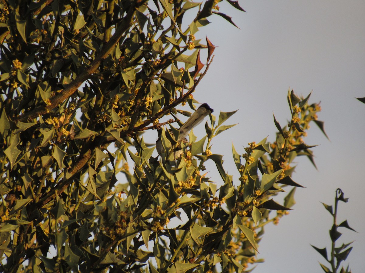 Masked Gnatcatcher - Román Labrousse