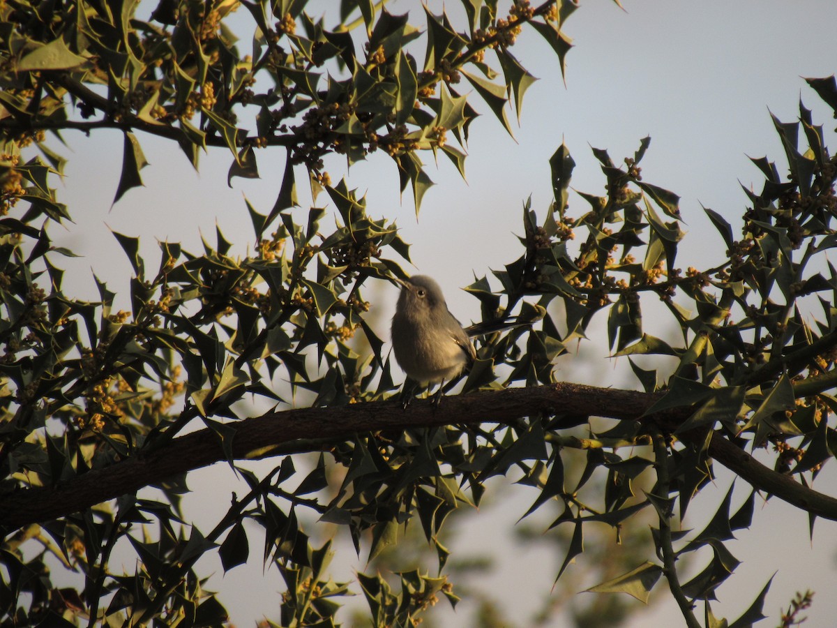 Masked Gnatcatcher - Román Labrousse