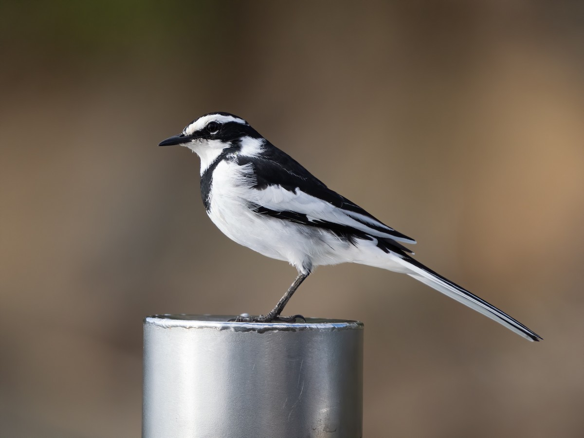 African Pied Wagtail - ML602794021