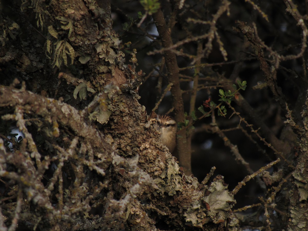 Stripe-crowned Spinetail - Román Labrousse