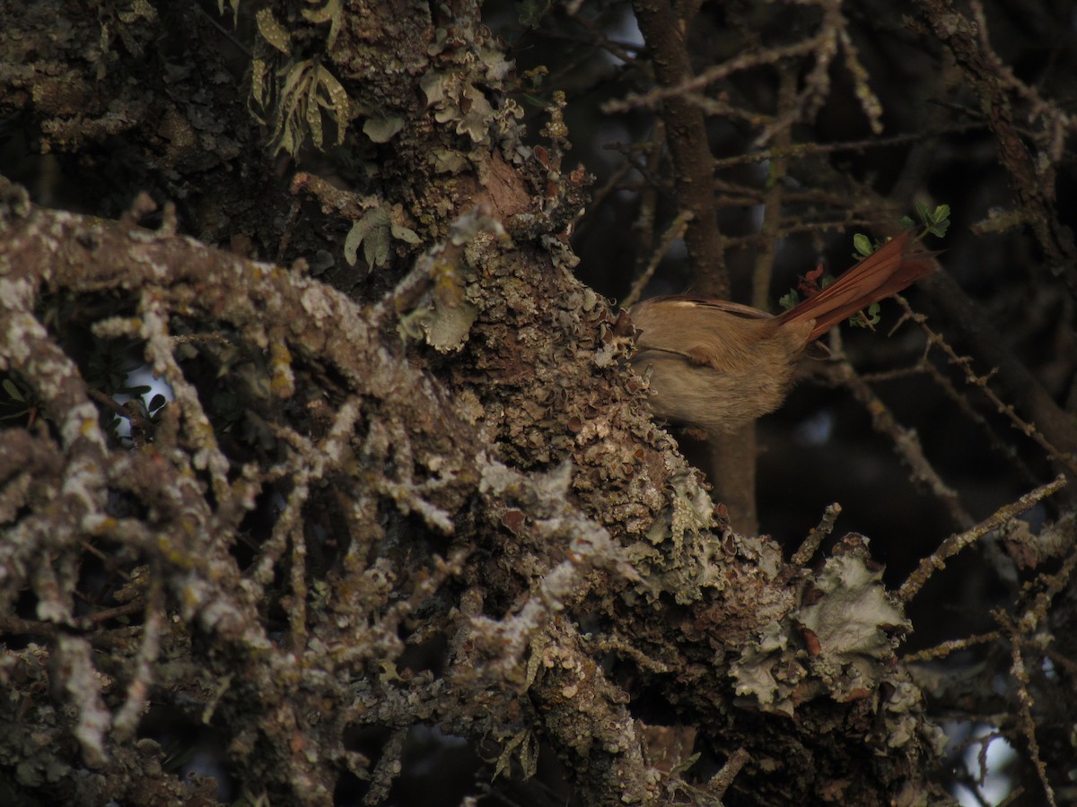 Stripe-crowned Spinetail - Román Labrousse
