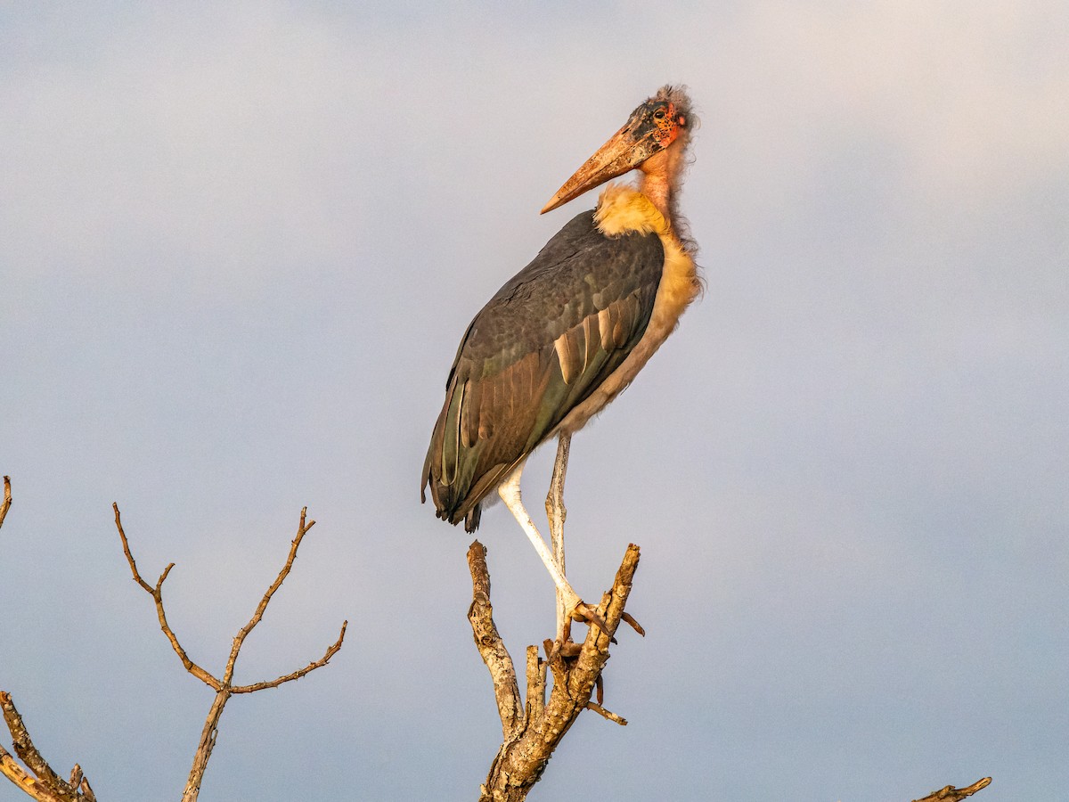 Marabou Stork - ML602794381