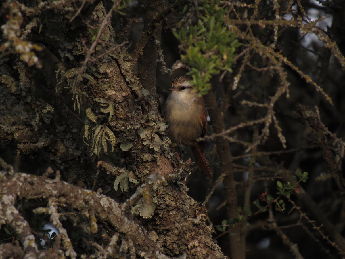 Stripe-crowned Spinetail - Román Labrousse