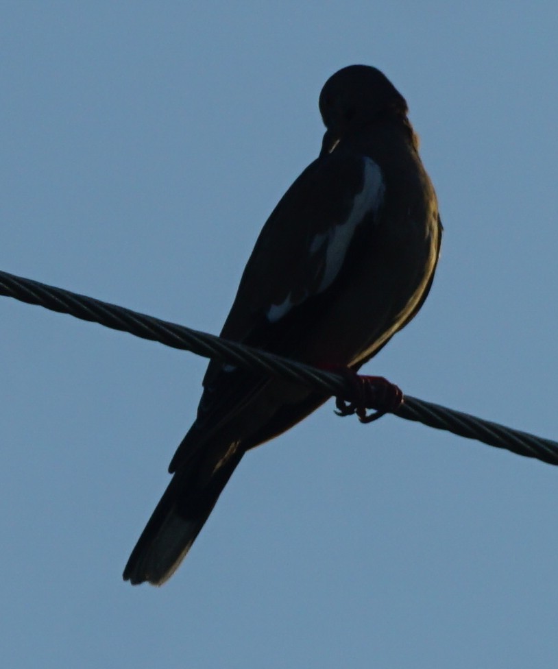 White-winged Dove - ML602794451