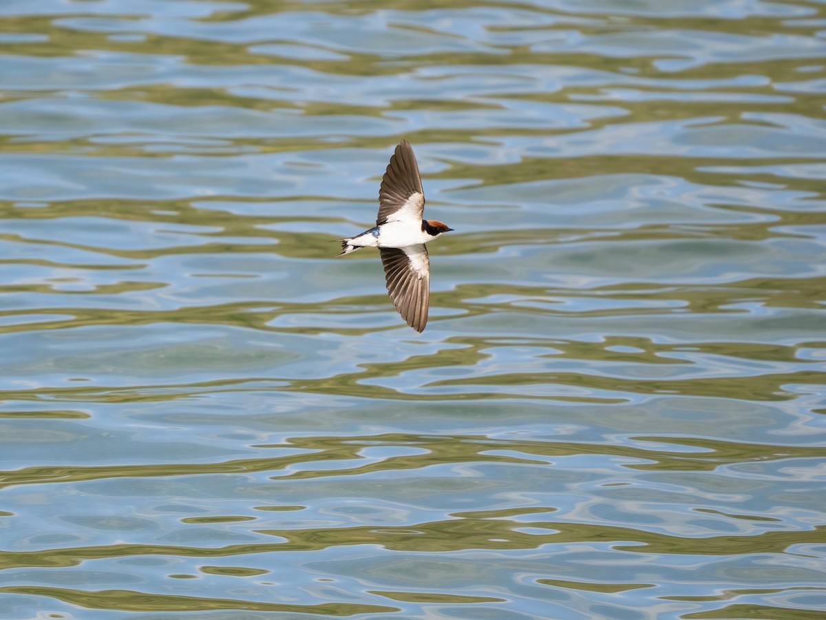 Wire-tailed Swallow - ML602795871