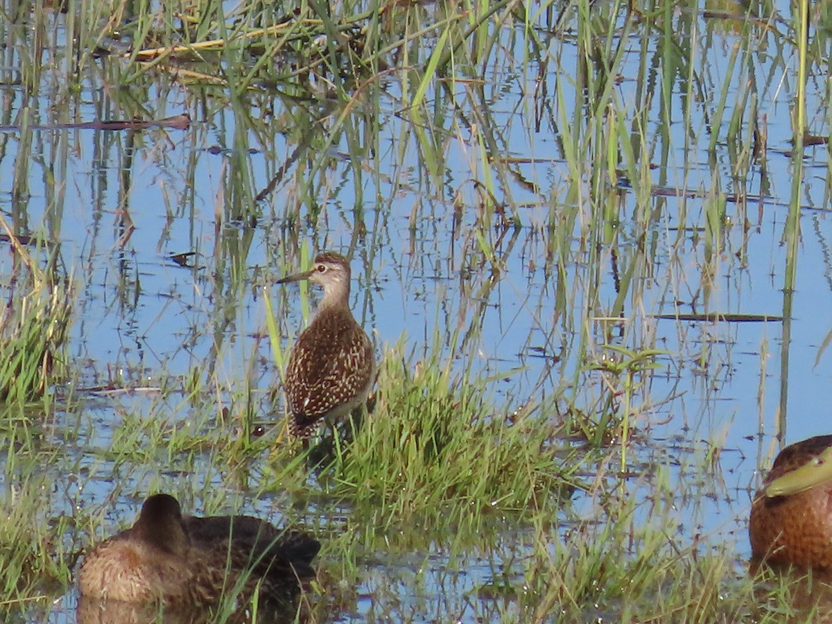 Wood Sandpiper - ML602796241