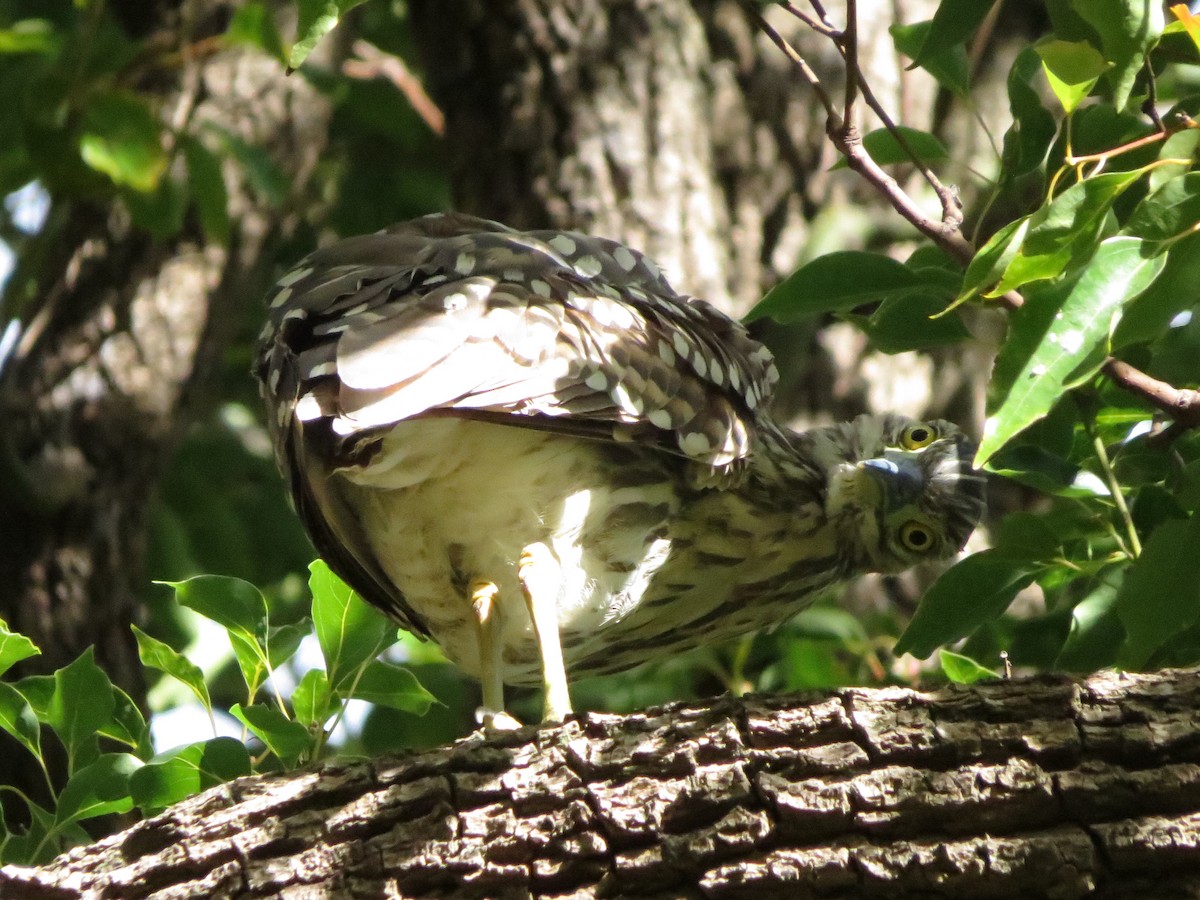 Nankeen Night Heron - ML60279671