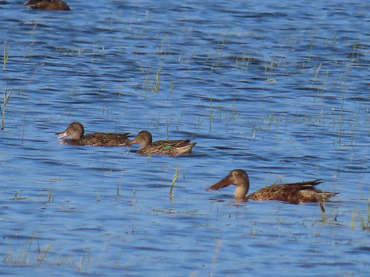 Northern Shoveler - ML602797511