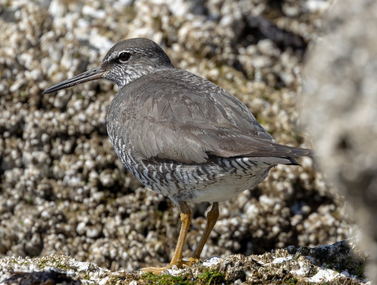 Wandering Tattler - ML602797771