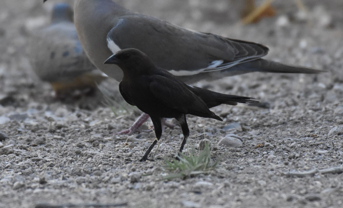 Brown-headed Cowbird - ML60279781