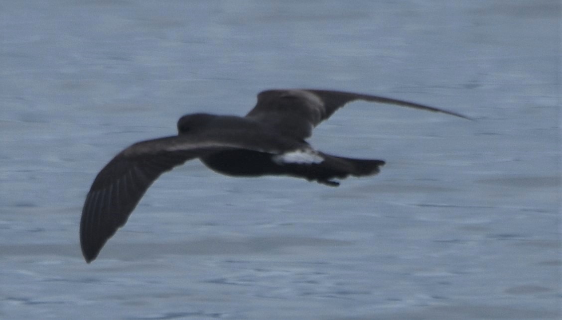 白腰叉尾海燕 - ML602798301