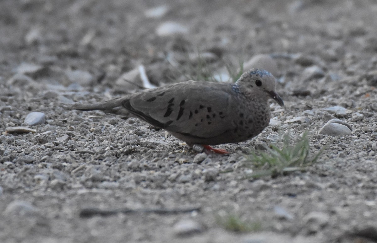 Common Ground Dove - ML60279841