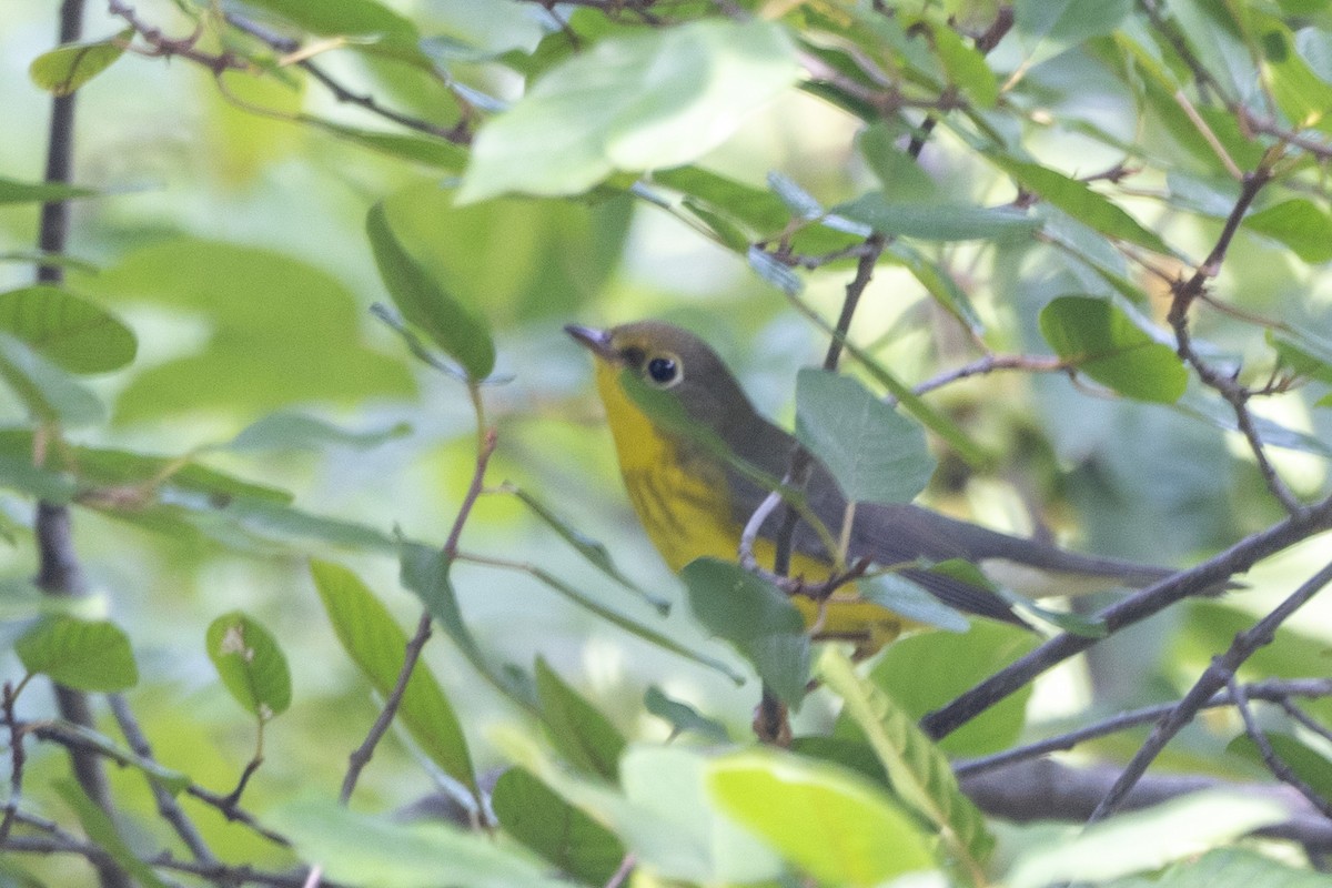 Canada Warbler - Pavel Hanc