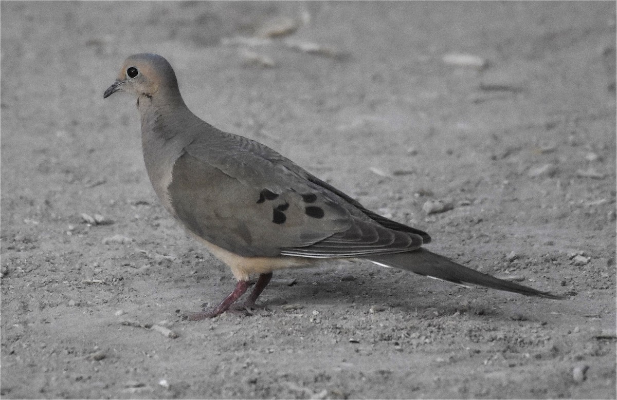 Mourning Dove - ML60279861