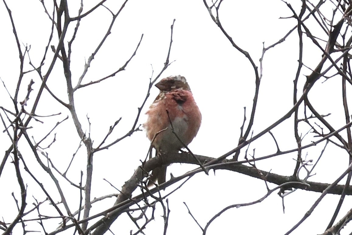 Purple Finch - ML602798781