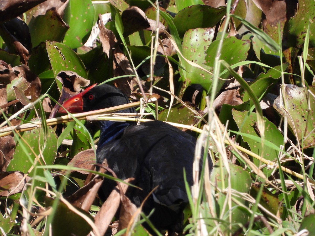 Australasian Swamphen - ML602799061