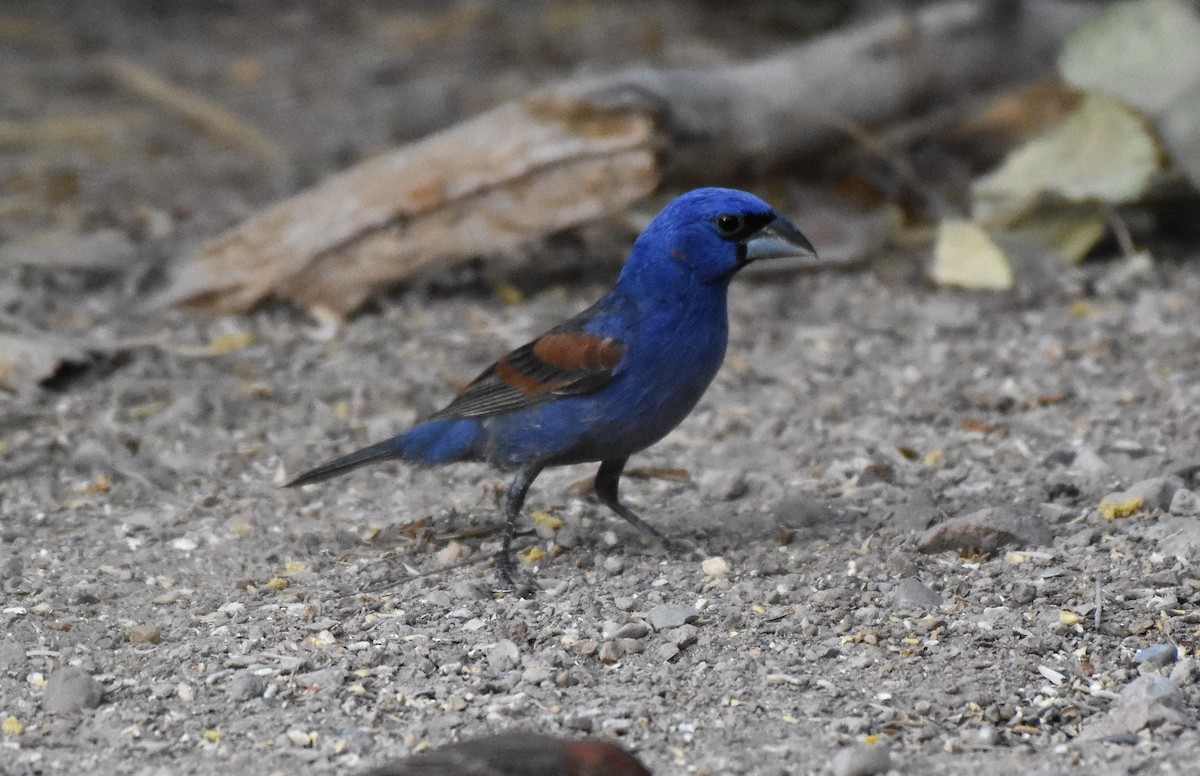 Blue Grosbeak - ML60279911