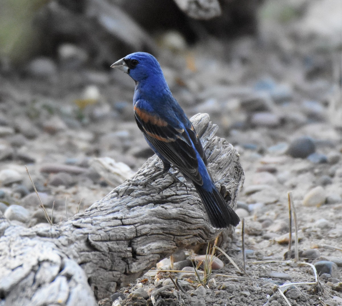 Blue Grosbeak - ML60279951