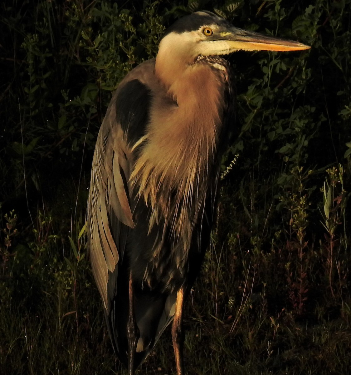 Great Blue Heron - ML602799551