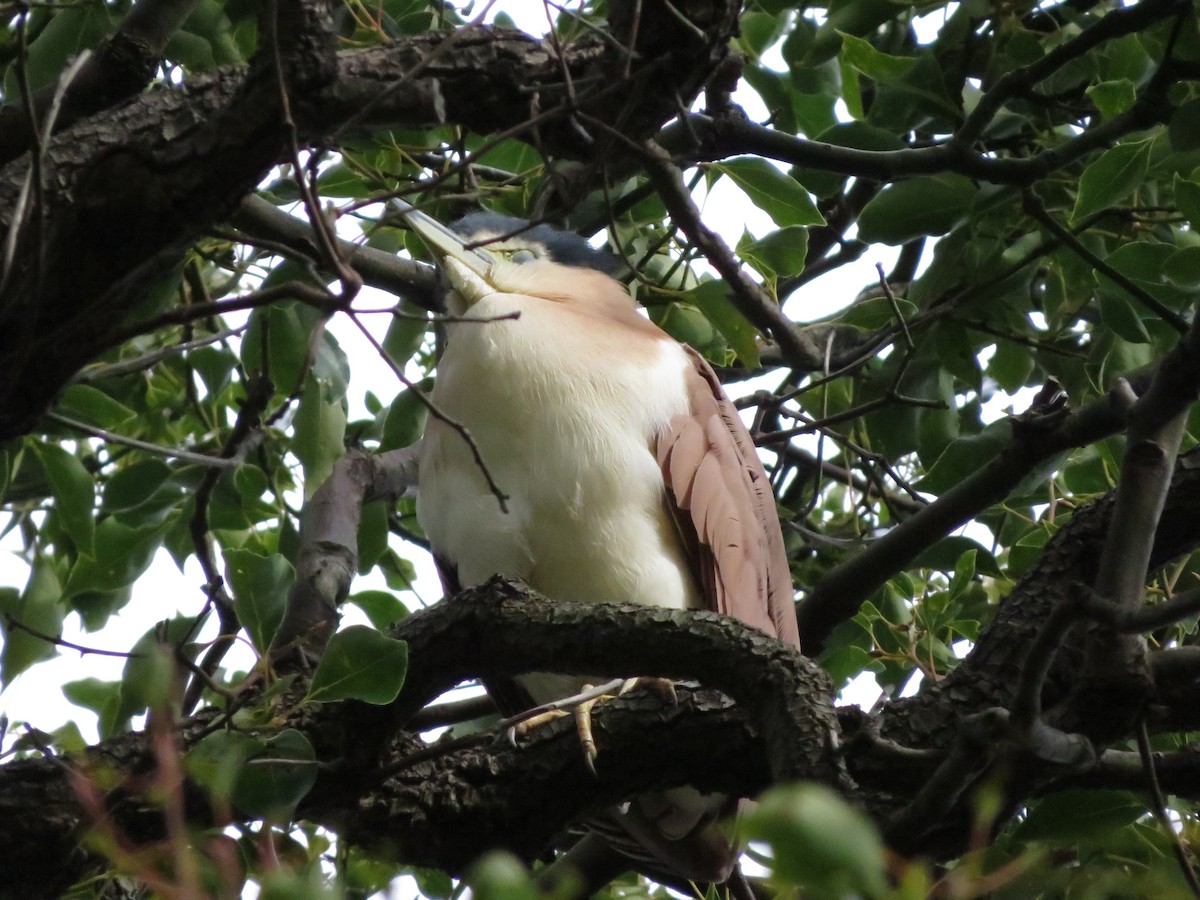 Nankeen Night Heron - ML60279971