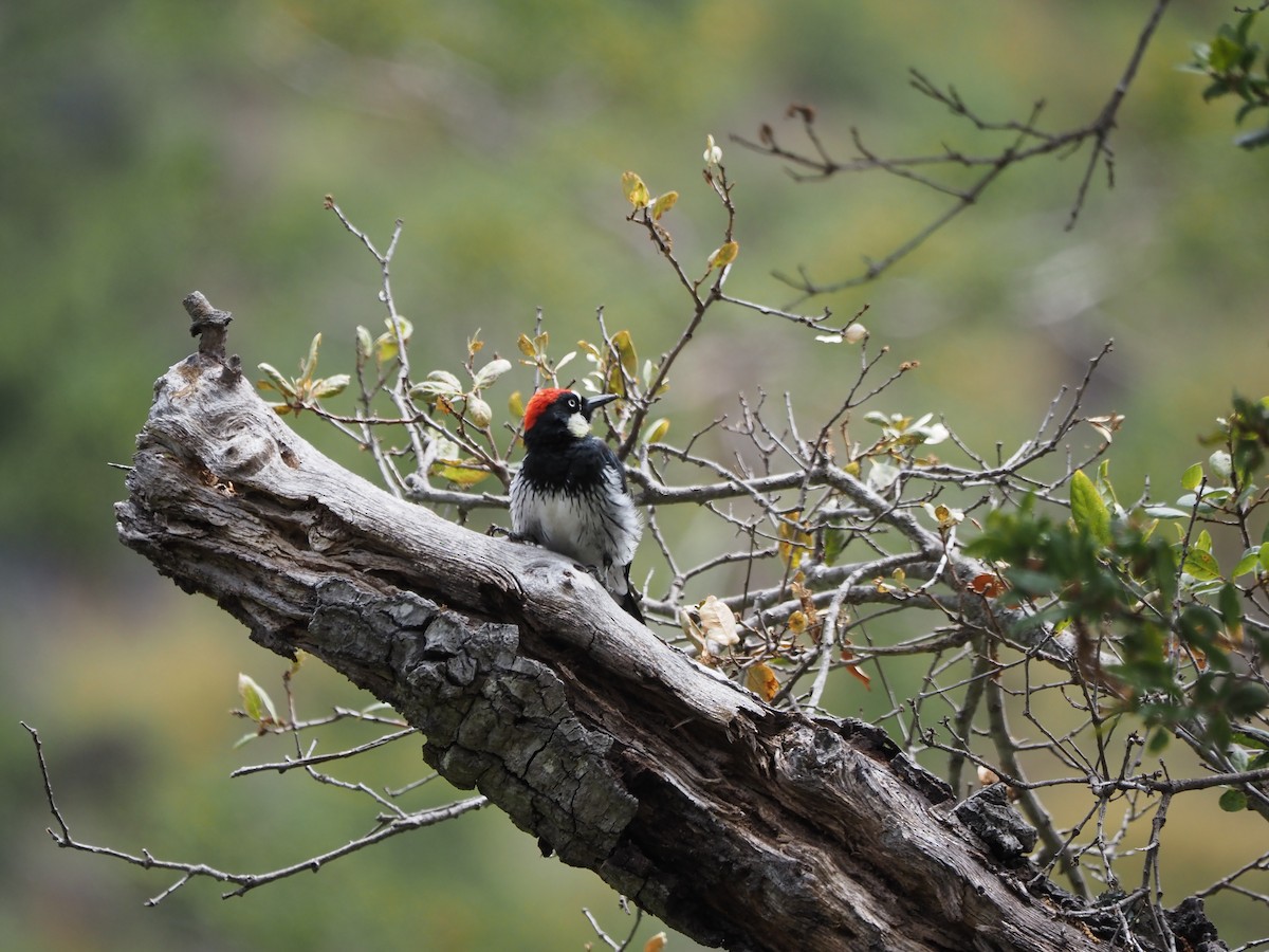 Acorn Woodpecker - CV Sylvan