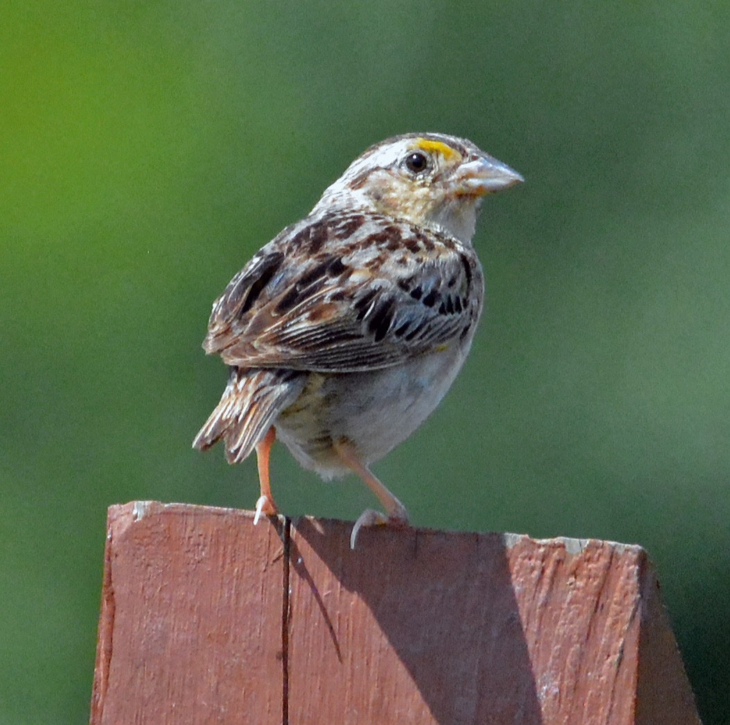 Grasshopper Sparrow - ML602801321