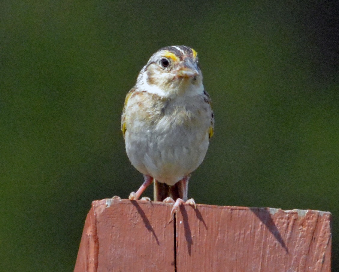 Grasshopper Sparrow - ML602801331