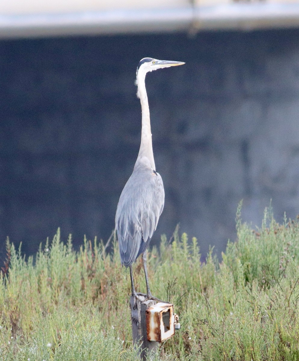 Great Blue Heron - ML602801611