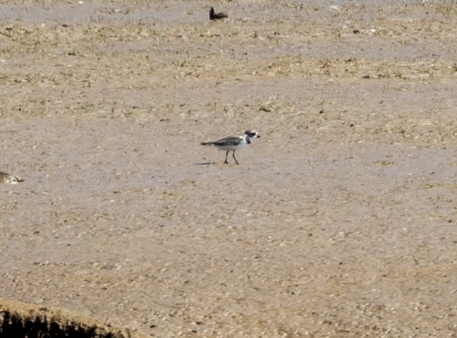 Semipalmated Plover - ML602801691