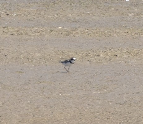 Semipalmated Plover - ML602801701