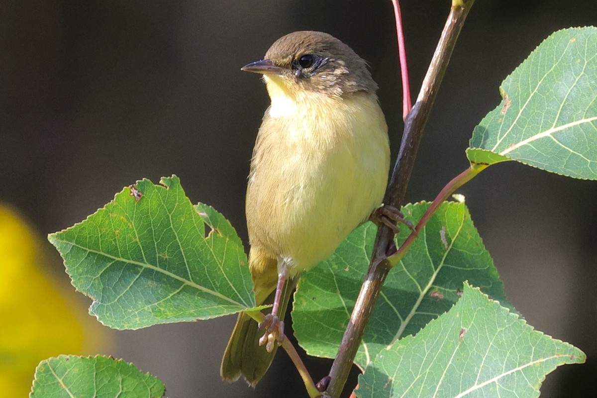 Common Yellowthroat - ML602801981