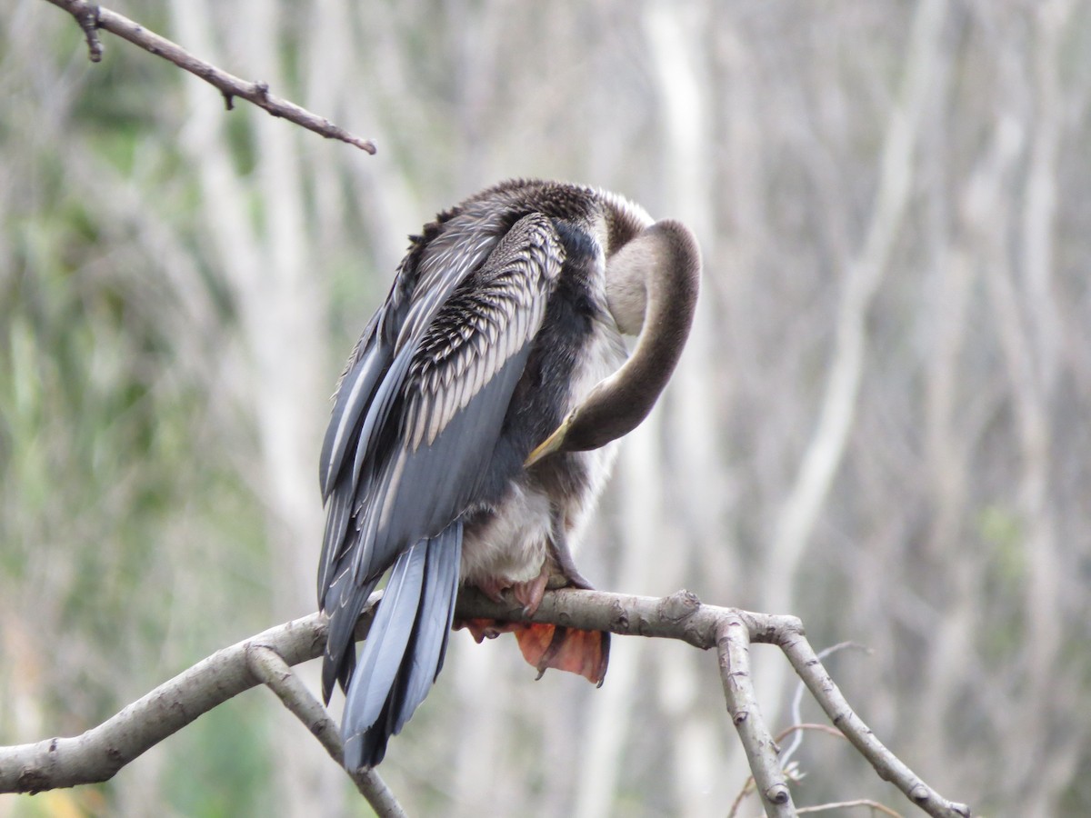 Anhinga d'Australie - ML60280221