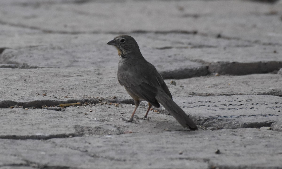 Canyon Towhee - ML60280241