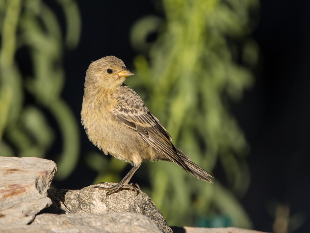 Brown-headed Cowbird - ML602802791