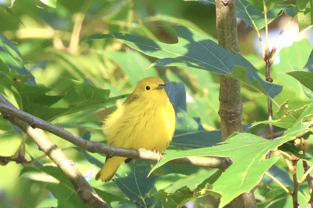 Yellow Warbler - ML602802871