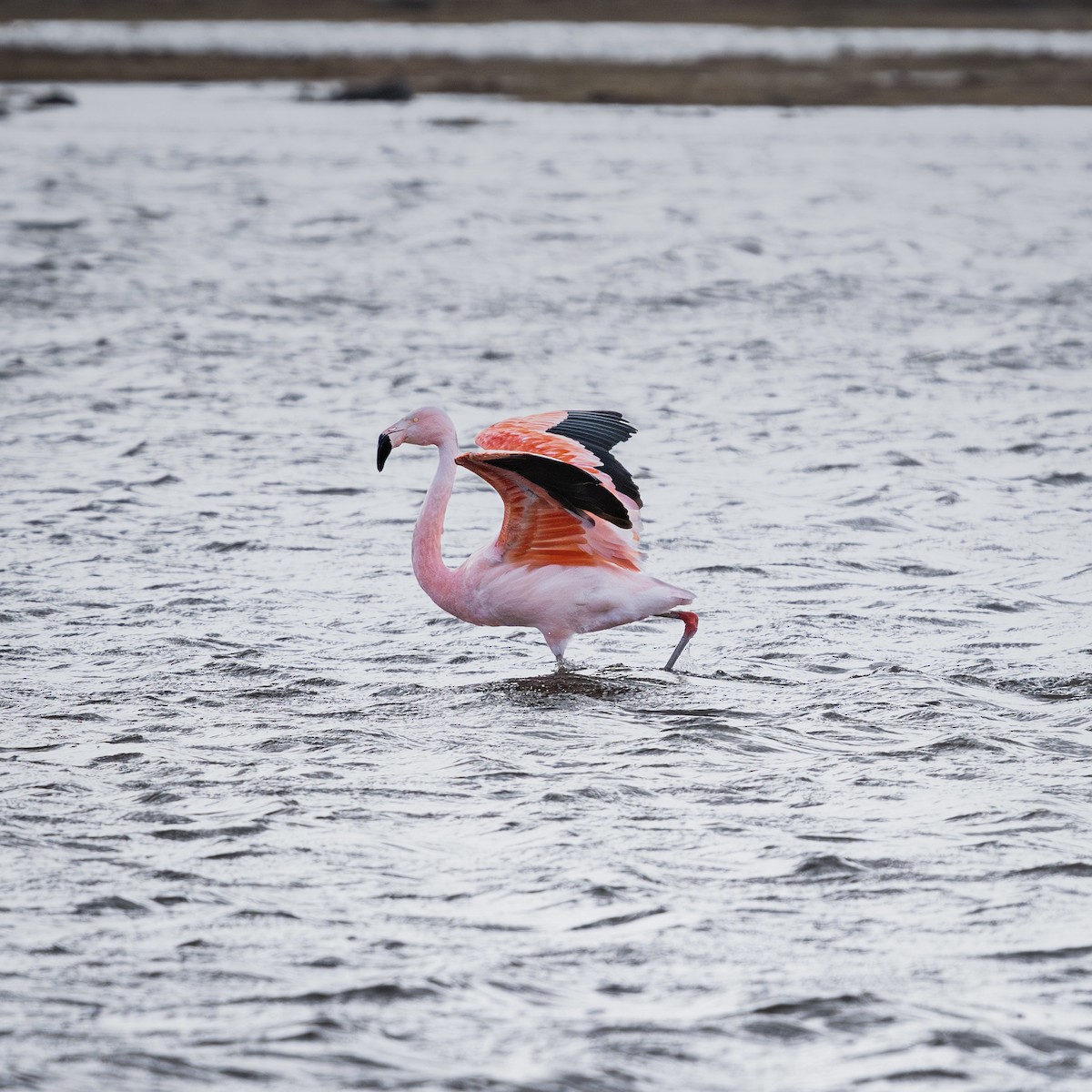 Chilean Flamingo - Alan Godoy Parra