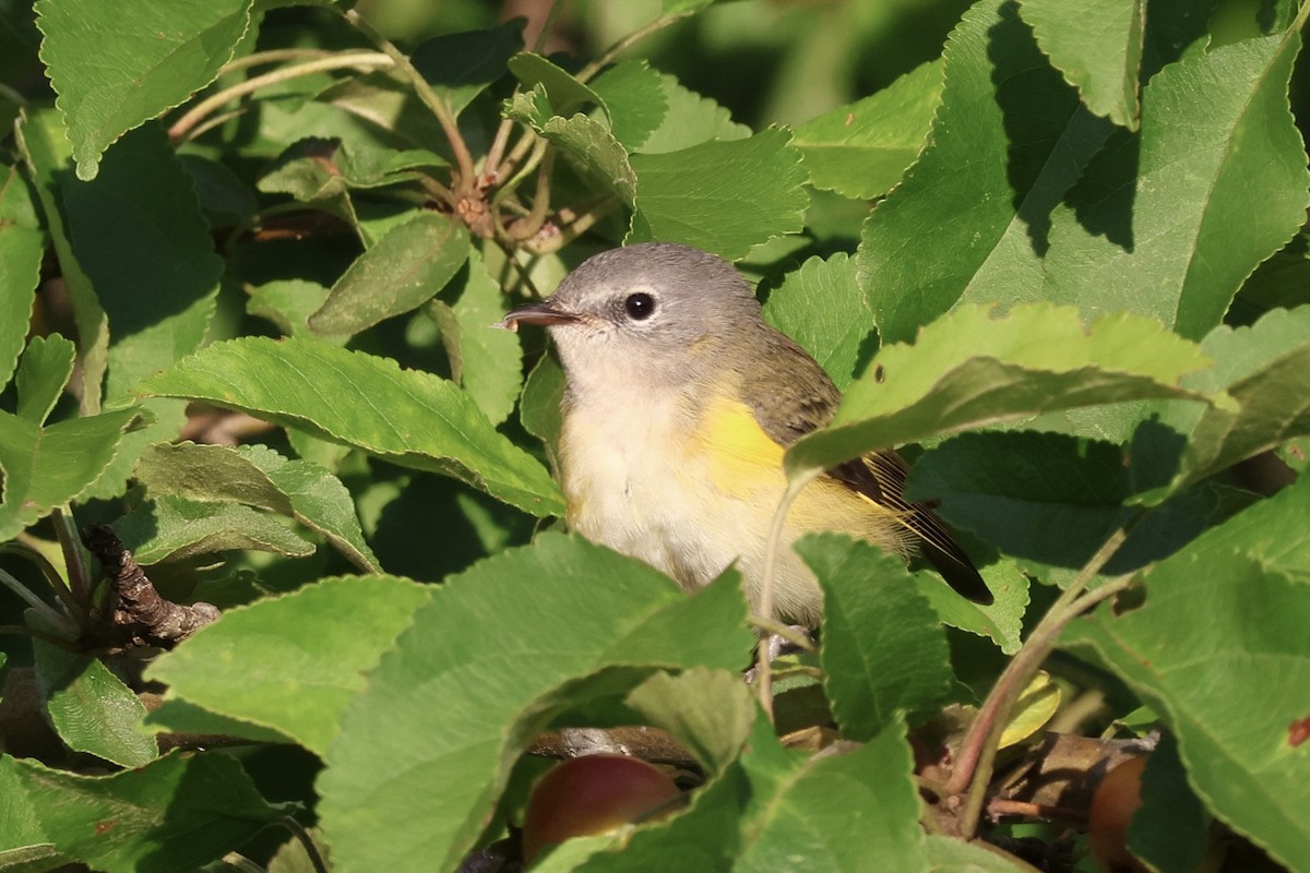 American Redstart - ML602803441