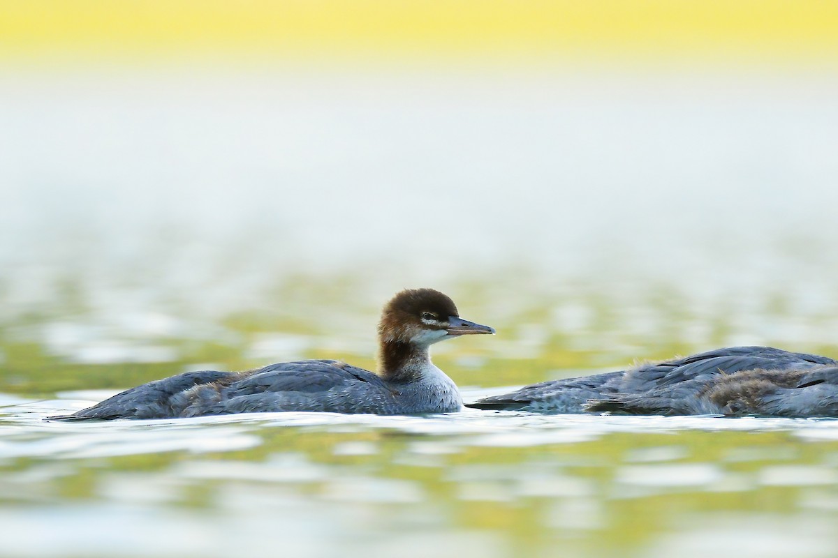 Common Merganser - ML602804101