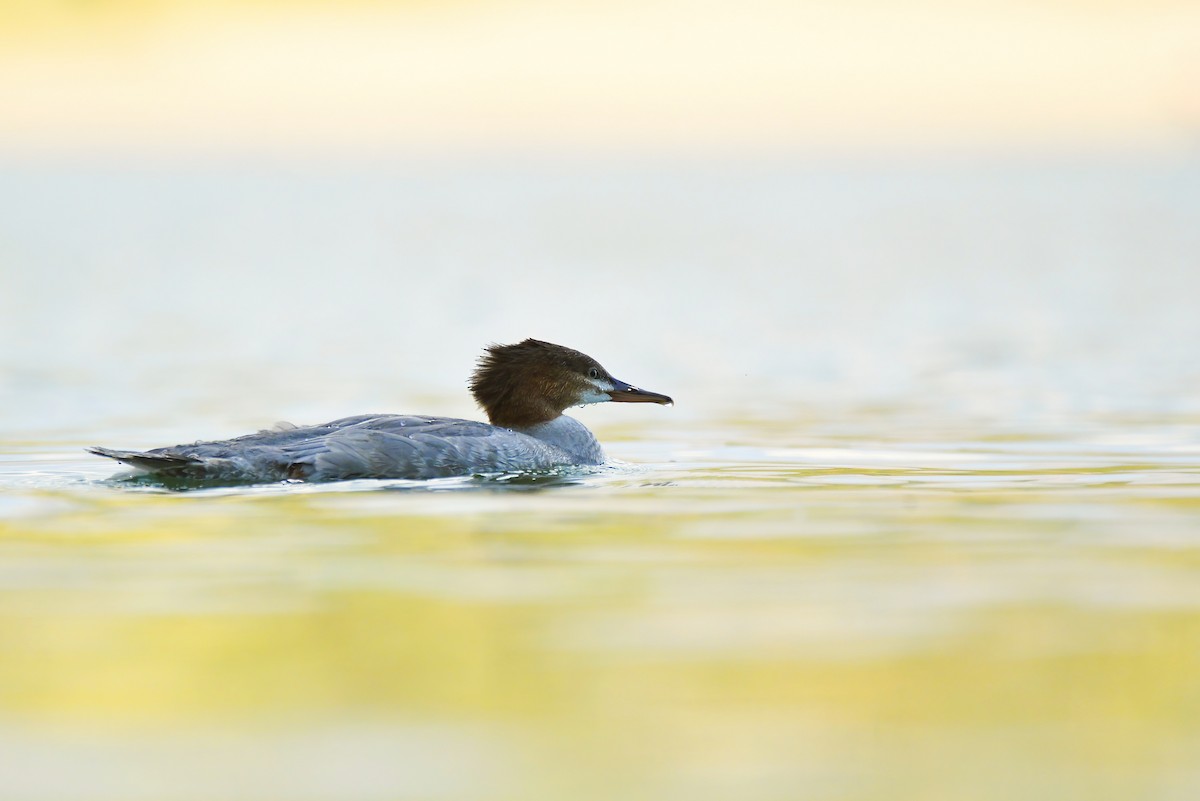 Common Merganser - ML602804121