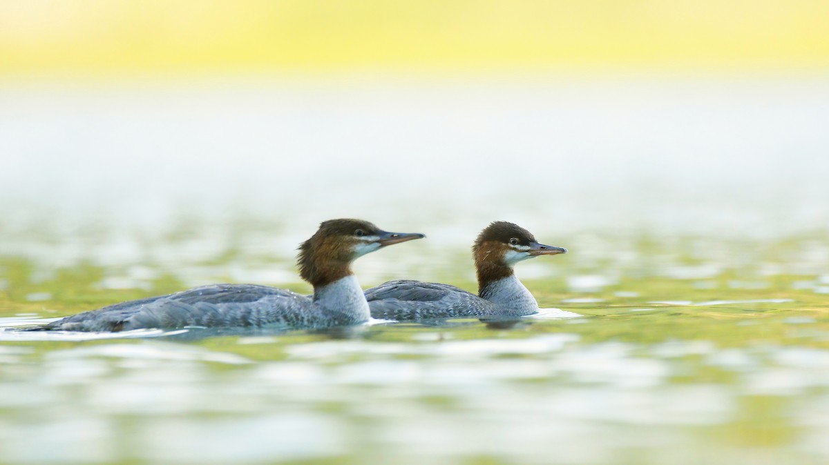 Common Merganser - ML602804151