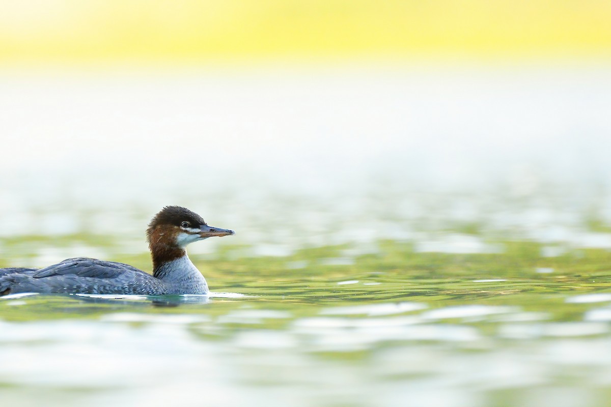 Common Merganser - Asher  Warkentin