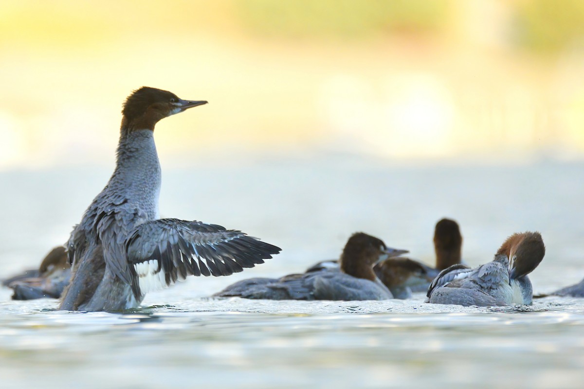 Common Merganser - ML602804171