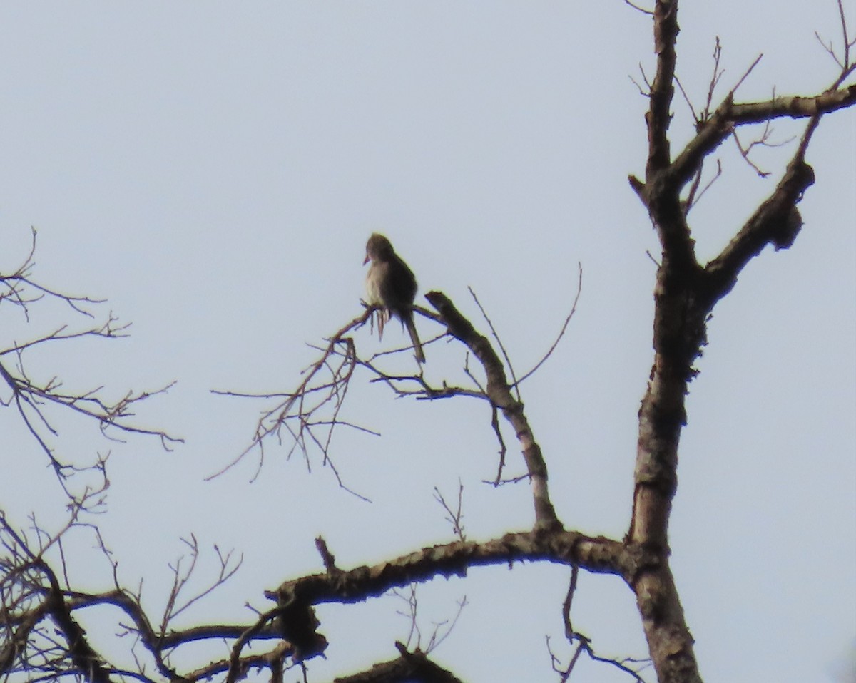 Greater Pewee - Marion McConnell