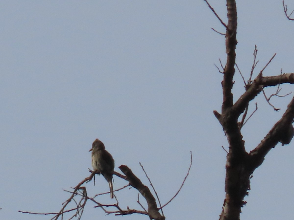 Greater Pewee - Marion McConnell